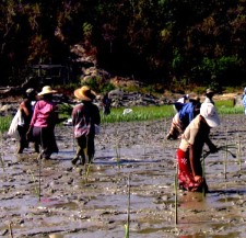 Reforestation de la mangrove birmane avec de nouveaux plants (2008)