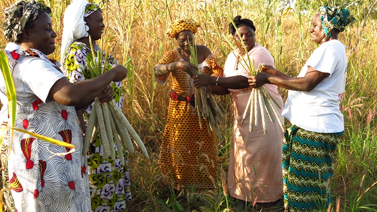 Cameroun : les défis de l’accès aux semences de qualité