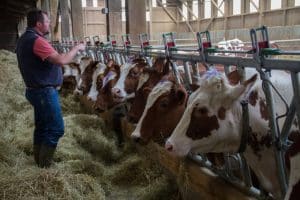 La ferme de Labouygues, dans le Cantal, produit des fromages bénéficiant de l’appellation AOP. Thi Thi Win, qui sensibilise et forme les paysans dans son pays, découvre avec beaucoup d'intérêt la façon dont s'organisent les producteurs.