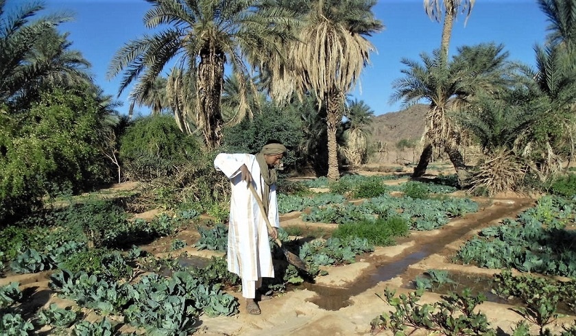 Reboisement de l'oasis Tessalit, cultures et irrigation des actions de AZHAR. © Azhar / CCFD-Terre Solidaire