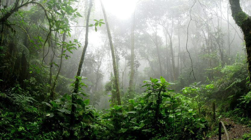 « En Colombie, la compensation carbone ne sauve pas la forêt ! » (interview)